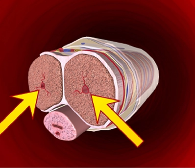 Stronger Tissue Support