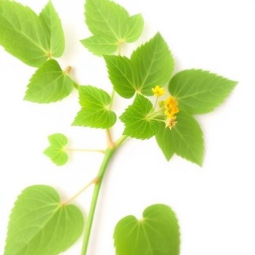 Horny Goat Weed